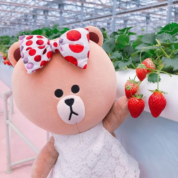 草莓控必去！一年四季都可以採草莓的「東京草莓公園」　粉紅色夢幻園區讓你少女心大噴發！