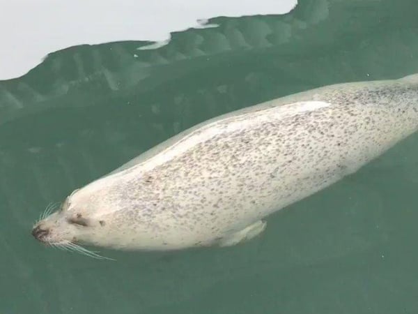 原來海豹這樣睡覺！可愛動物「超療癒」畫面爆紅　整隻就這樣浮在水面入眠！