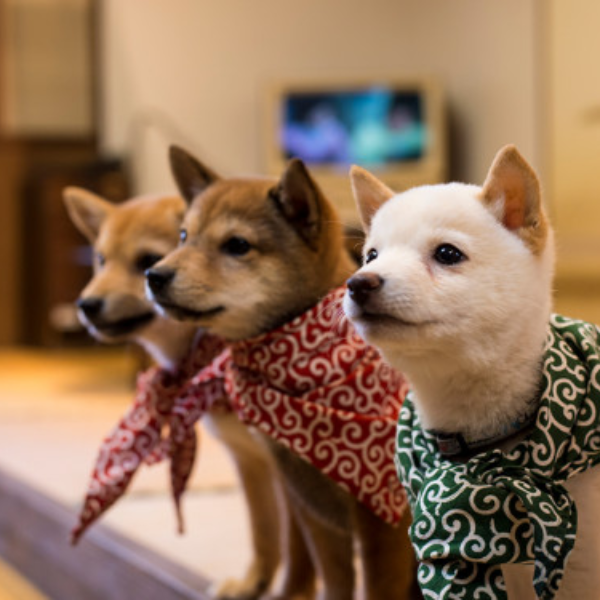 厭世上班族的療癒天堂！日本爆紅「豆柴咖啡廳」　享受被十幾隻柴犬包圍的幸福感