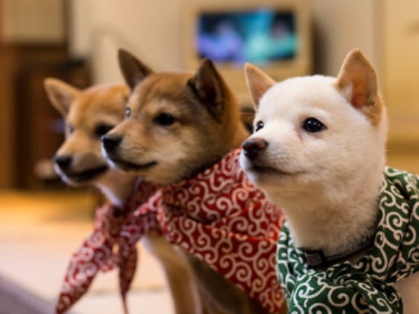 厭世上班族的療癒天堂！日本爆紅「豆柴咖啡廳」　享受被十幾隻柴犬包圍的幸福感