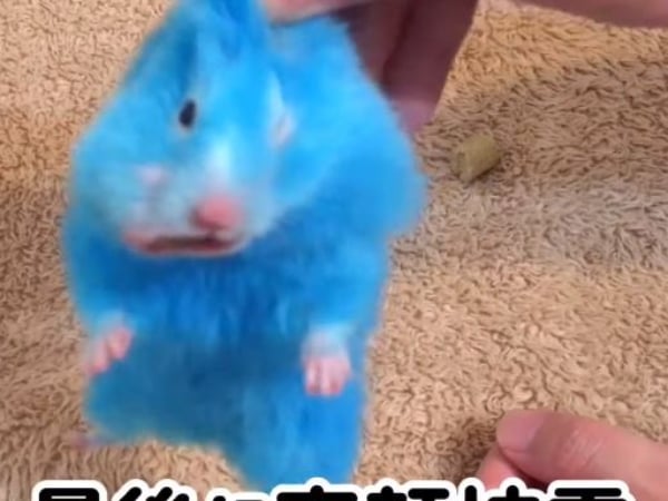 日網紅「強抓倉鼠染色」！虐行一一曝光被停權　「帳號再重啟」網友全氣炸！