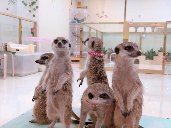 想被滿滿的狐獴包圍嗎？韓國「Meerkat Friends」咖啡廳　小袋鼠、浣熊、北極狐陪你一起玩耍！