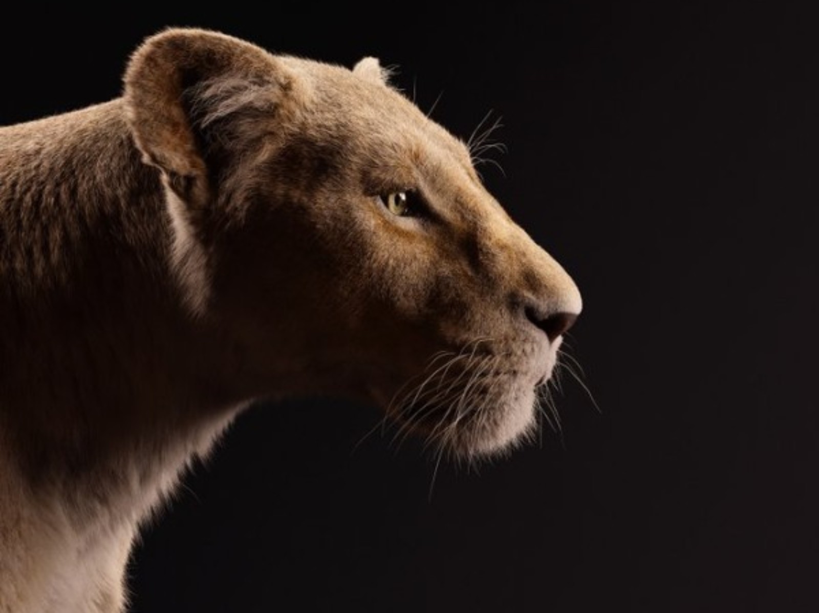 全新迪士尼電影《獅子王》這個月上映！動物與配音卡司霸氣對視 天后碧昂絲性感演繹女主角「娜娜」！