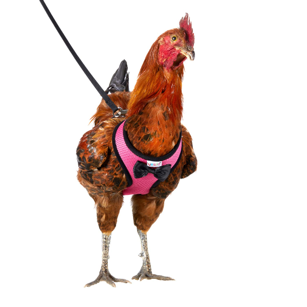 「雞」不可失！矽谷工程師瘋養雞　除了雞專用的牽繩竟然還有超精美的玩具