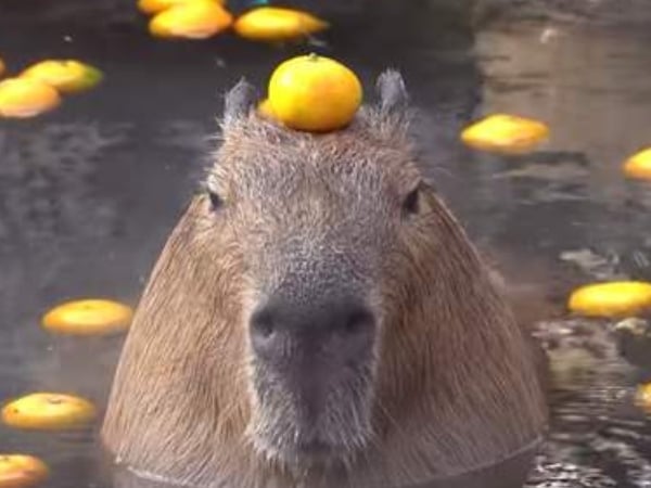 台灣也能看到水豚泡澡啦！木柵動物園全新園區開幕　超可愛「水豚、樹獺、水獺」一次看好看滿～