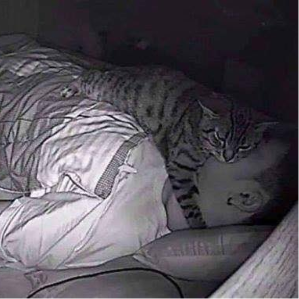 男子夜間入睡時都會「窒息」呼吸困難　裝了夜間攝影機才發現是貓咪整晚趴在他臉上...
