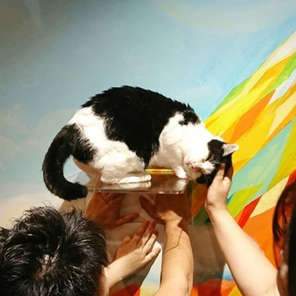 吸貓、嚕貓、貓咪熱敷法通通來！日本推出「貓咪澡堂」咖啡廳　就讓喵星人來療癒你的心吧