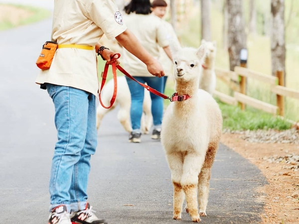 想遛草泥馬嗎?韓國「草泥馬樂園」超療癒,拍照、餵食、散步樣樣來