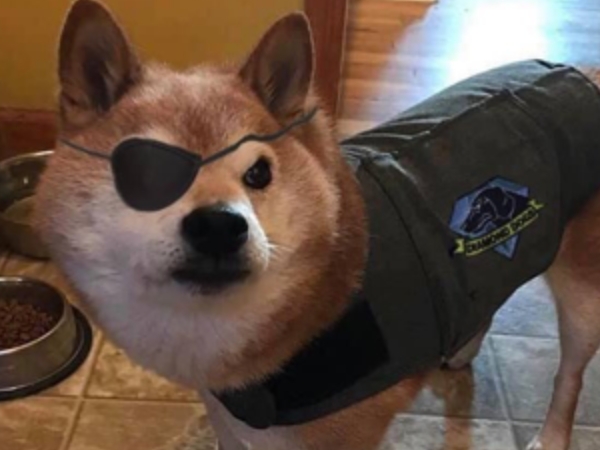 氣氣氣氣氣！「總是在生氣」的臭臉柴犬靠著厭世表情網路爆紅！