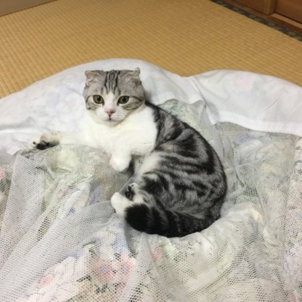 有貓就給讚！日本愛貓成癡網友為了蒐集可愛貓貓照片，做出這件事情「超危險」！
