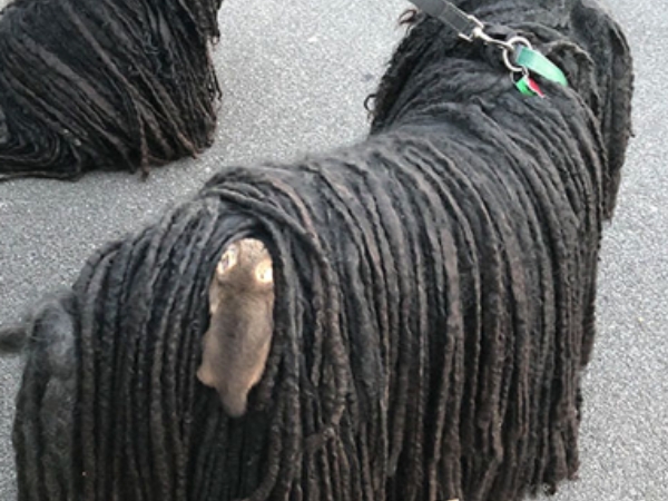 只想好好散步不行嗎！澳洲牧羊犬出門散步，沒想到竟連續兩天偷渡「負鼠寶寶」回家！