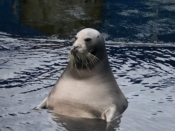 這是工讀生扮的吧！網友驚見日本水族館超有戲海豹，神似「澡堂泡湯的歐吉桑」！
