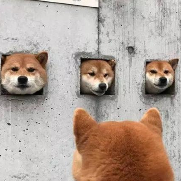 還記得這 3 隻柴犬嗎？日本推出「卡在牆壁中的柴犬」扭蛋，可愛還原火紅的狗狗名場面！