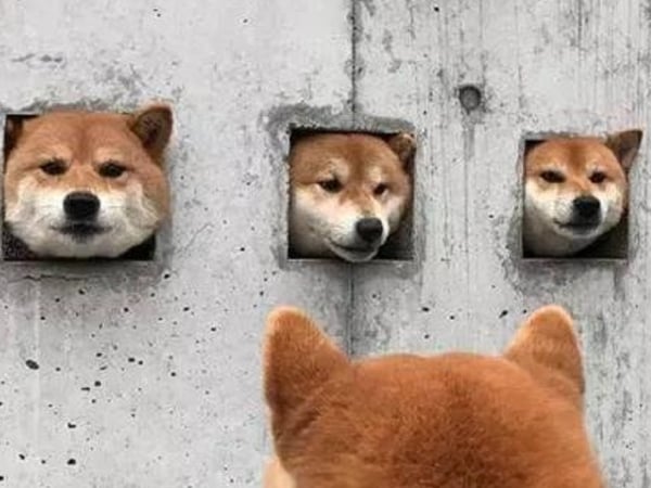 還記得這 3 隻柴犬嗎？日本推出「卡在牆壁中的柴犬」扭蛋，可愛還原火紅的狗狗名場面！