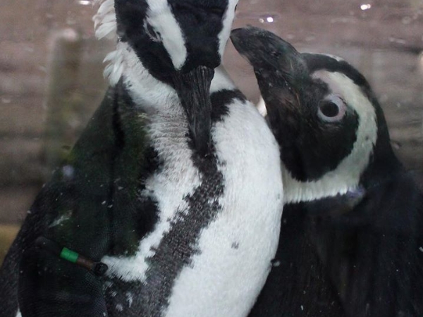 驚呆！京都水族館公開館內 59 隻企鵝超複雜的關係圖，這些企鵝的私生活簡直比八點檔還精彩！
