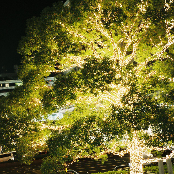 聖誕樹算什麼！日本名古屋車站「發光的花椰菜」大爆紅，意外成為冬季限定的熱門打卡景點