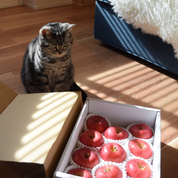 貓咪看見飼主收到「水果禮盒」的超萌反應，網友爆笑：把盒子交出來就對了！