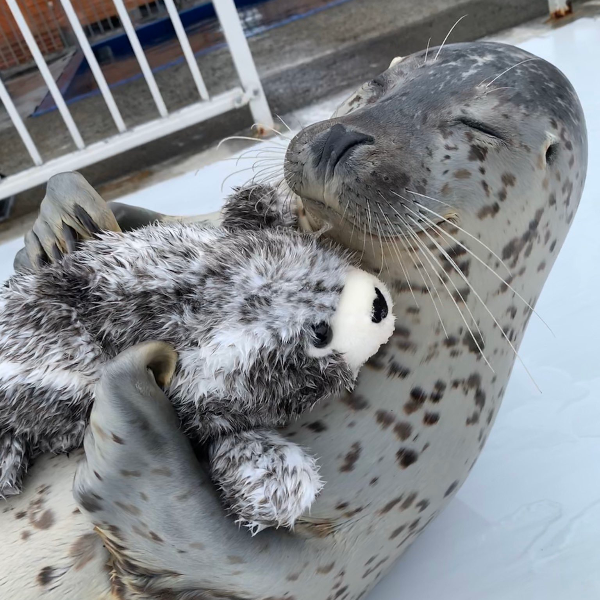 你有看過海豹啪啪啪嗎？北海道水族館的海豹影片太療癒，網友：「想應徵飼育員了♡」