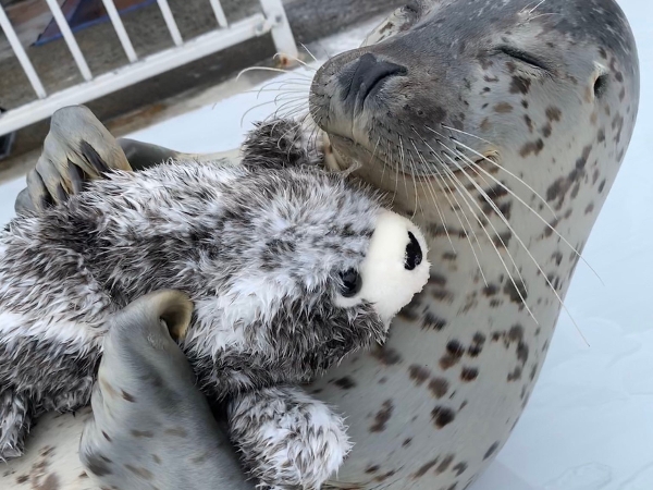 你有看過海豹啪啪啪嗎？北海道水族館的海豹影片太療癒，網友：「想應徵飼育員了♡」