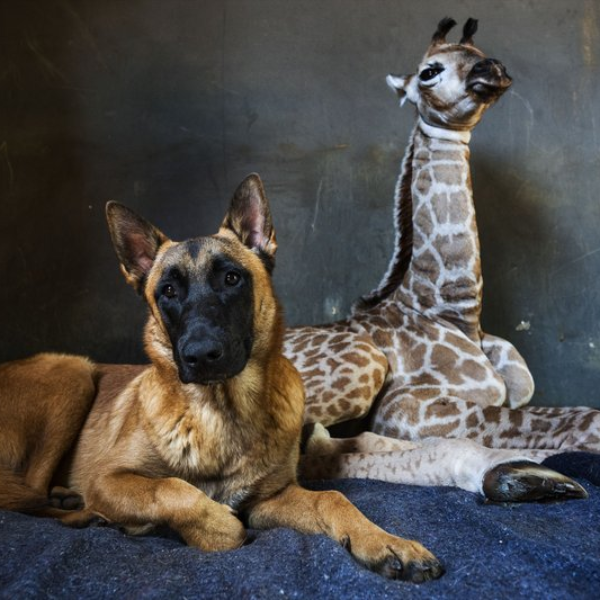 畫面太溫馨！一隻狗狗與被遺棄的小長頸鹿結下奇緣，感情好到每天都依偎在一起睡覺！