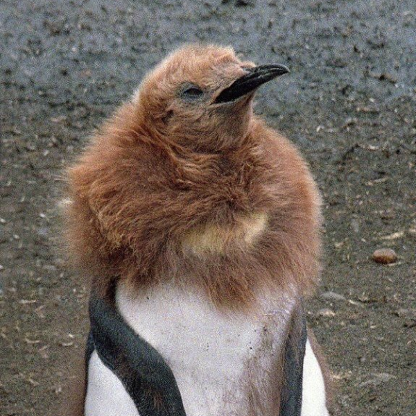 你有看過進化未完全的企鵝嗎？推特熱議「企鵝冷知識」，原來企鵝的「那裡」每年都會掉下來！