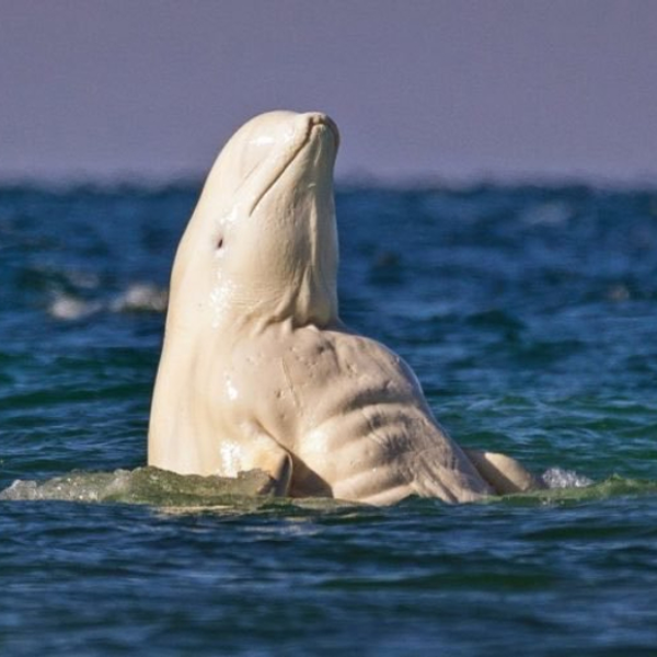 海上驚見「大肌肌白鯨」！日本各地超生猛「筋肉動物」大集合，根本可以組復仇者聯盟了吧！