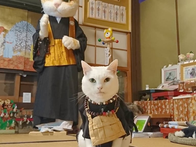貓奴們快來參拜！日本京都超療癒「貓貓寺」，還有「貓咪住持」幫你祈福！