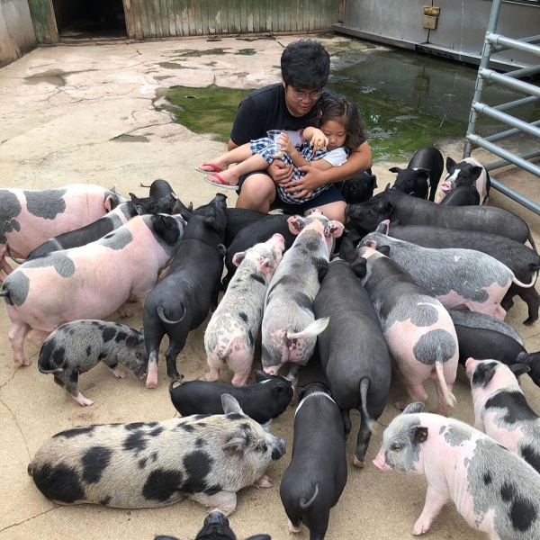 來去探望同伴囉！韓國超療癒「小豬博物館」，被十幾隻大豬小豬包圍居然有種安心感？！