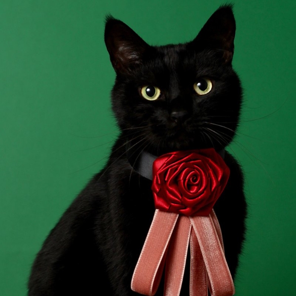 超高顏值「黑貓」被主人縫製各式領結，優雅時尚到爆紅出喵喵專屬寫真書！