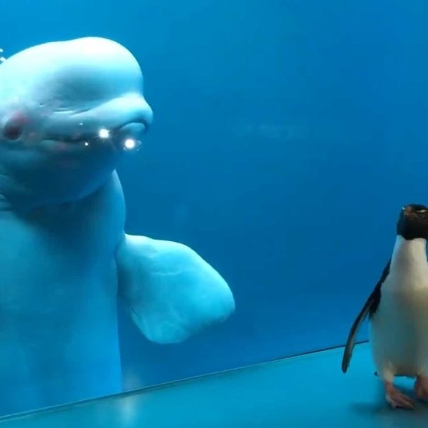 人類遊客驟減！美國水族館放出小企鵝當「觀光客」，與白鯨初次見面時刻超驚奇！