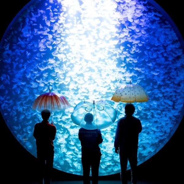 下雨天撐起來超夢幻！日本水族館推出「水母傘」，透明藍色美到網友都生火！
