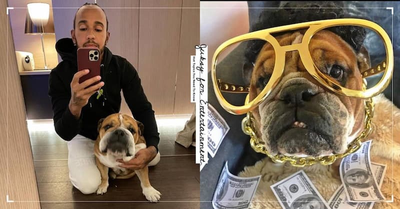 Lewis Hamilton 與愛犬合照